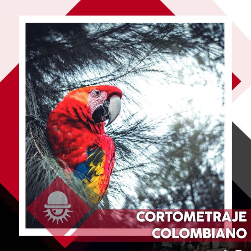 Cortometraje Colombiano
